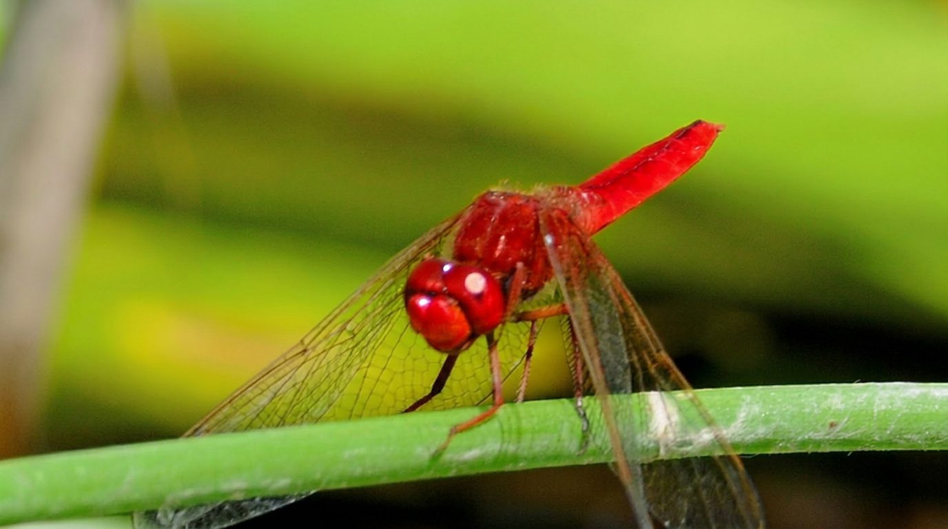 Libellule rouge posée dans le delta du Fangu