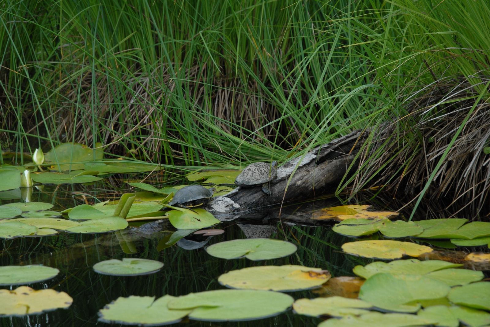 Tortues et nénuphars dans le delta du Fangu