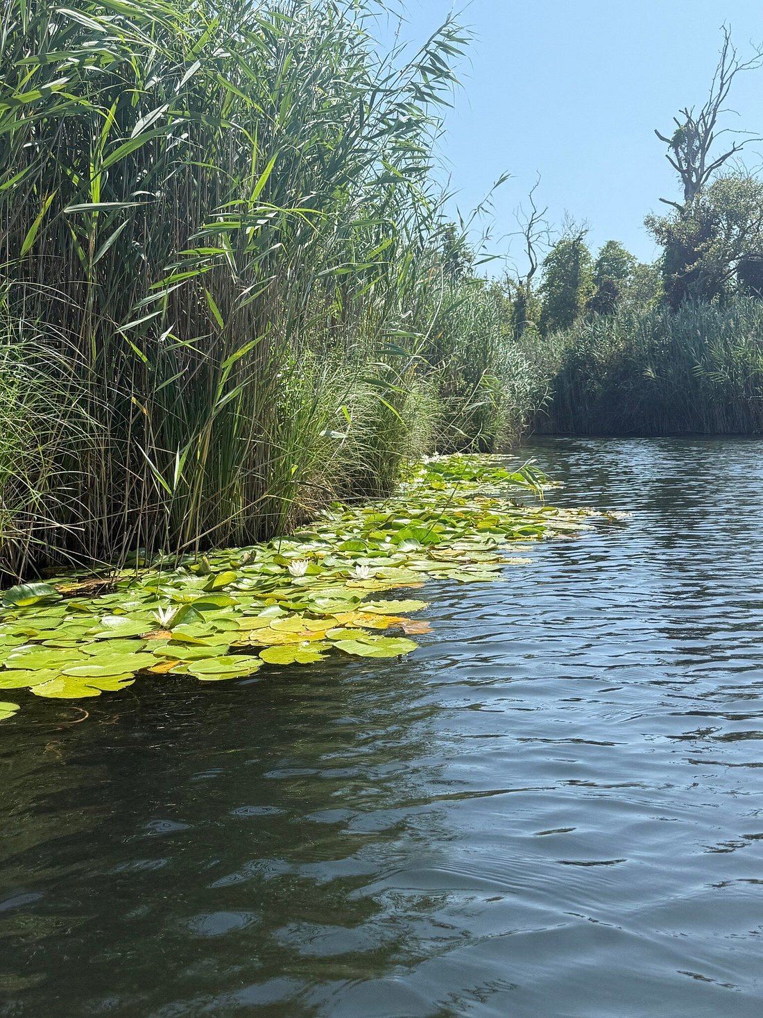 Nénuphars et roseaux
