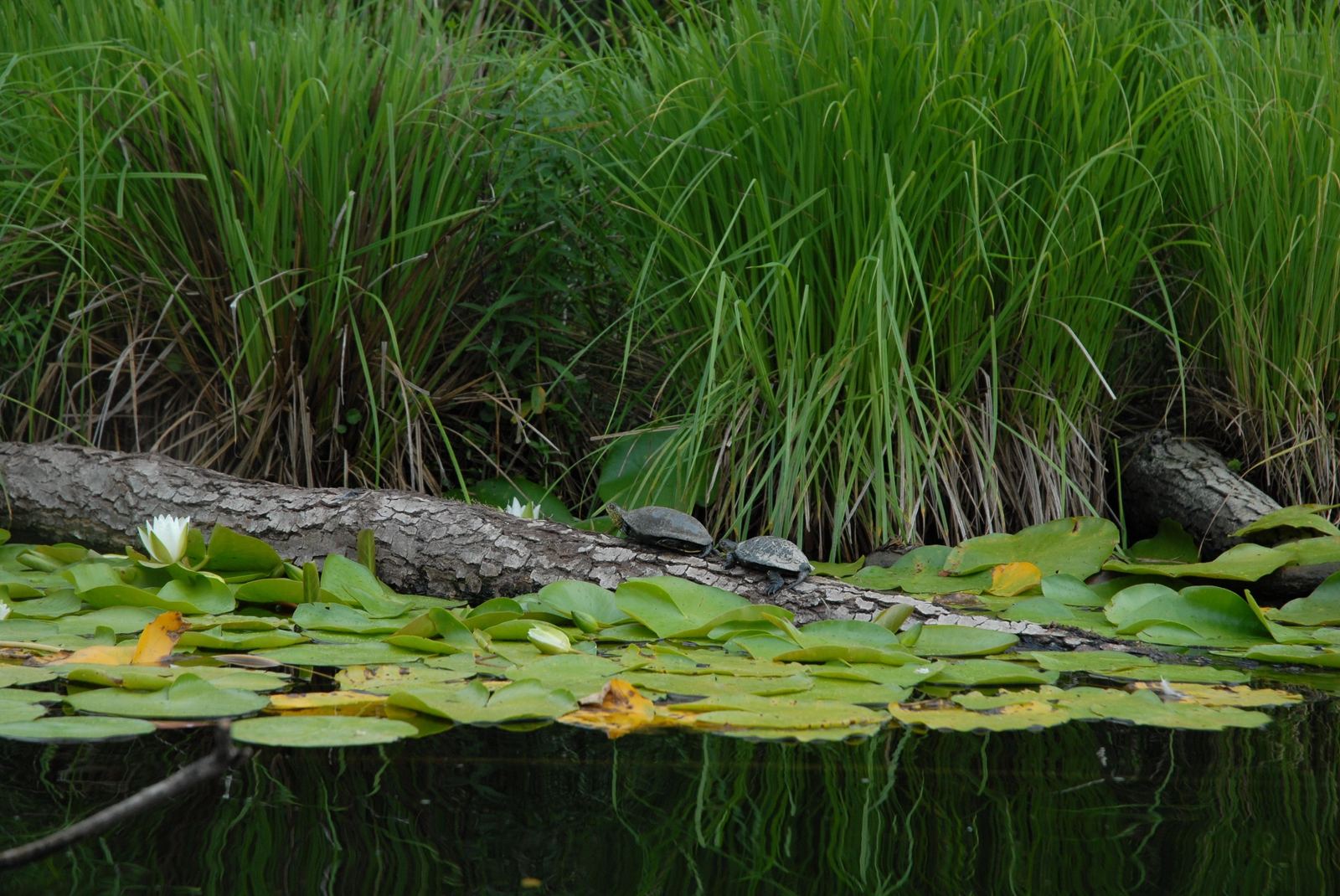 Tortues à l'horizon dans le delta du Fangu