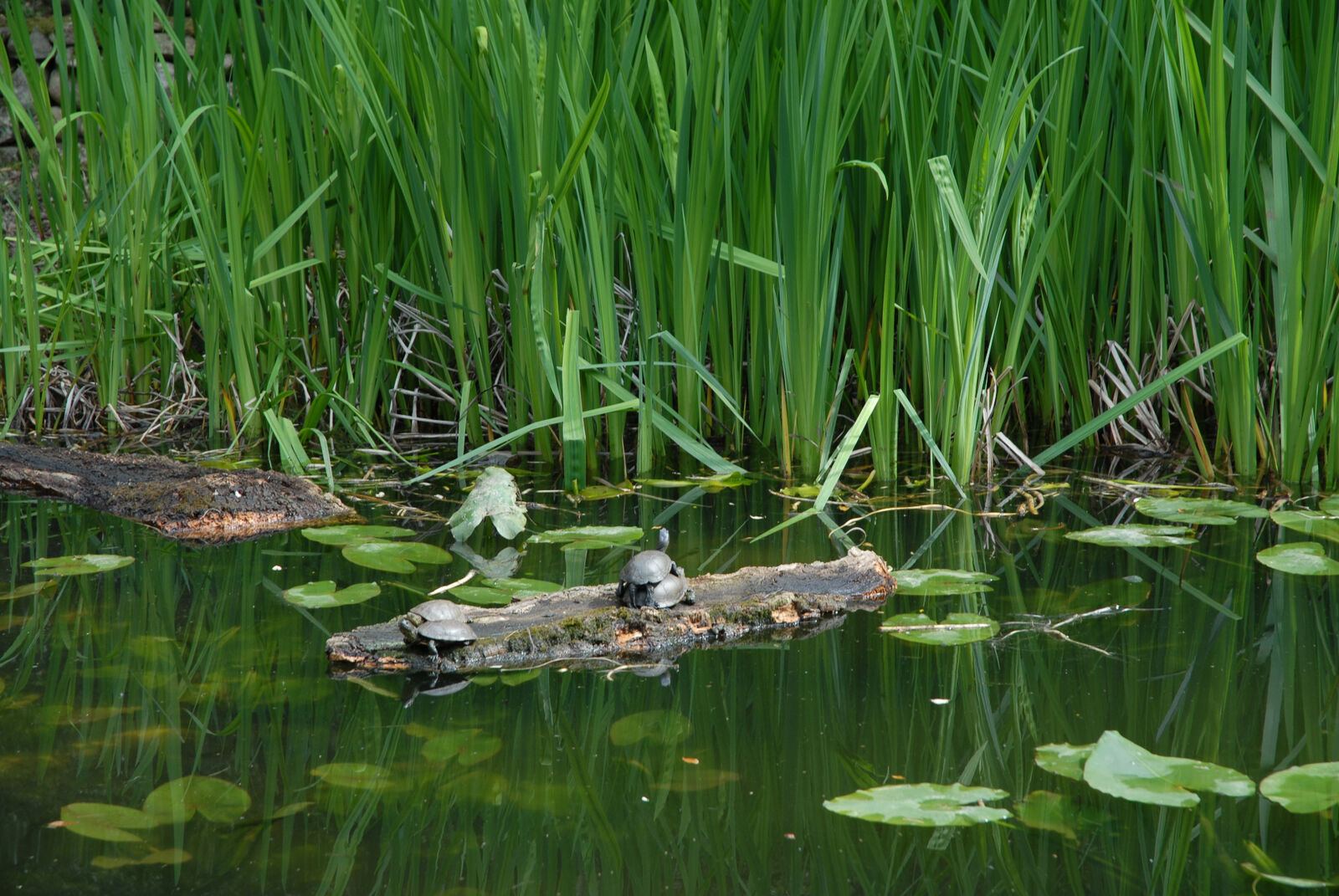 Tortues sur un tronc