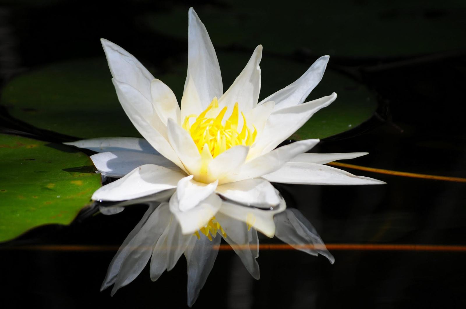 Nénuphar blanc sur le delta du Fangu