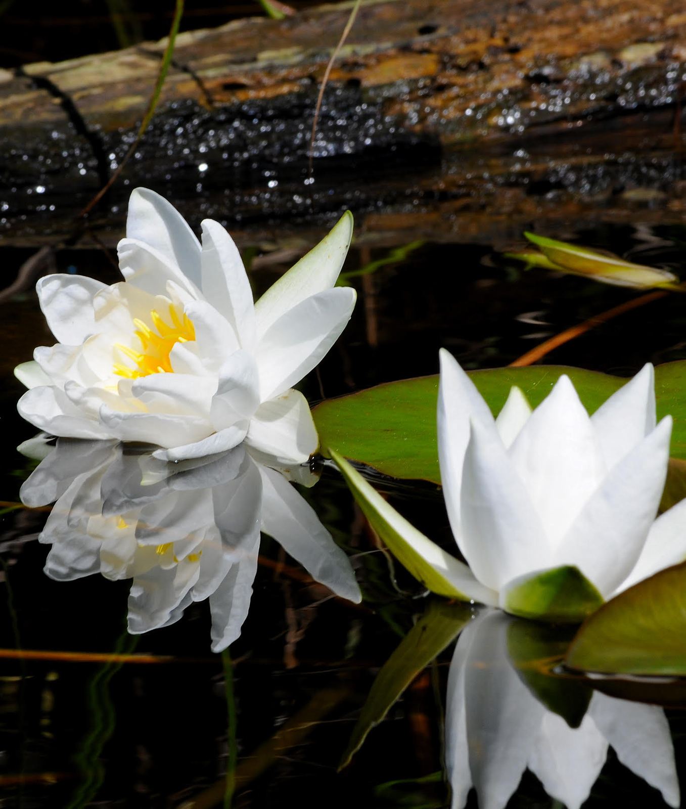 Nénuphars sur le delta du Fangu