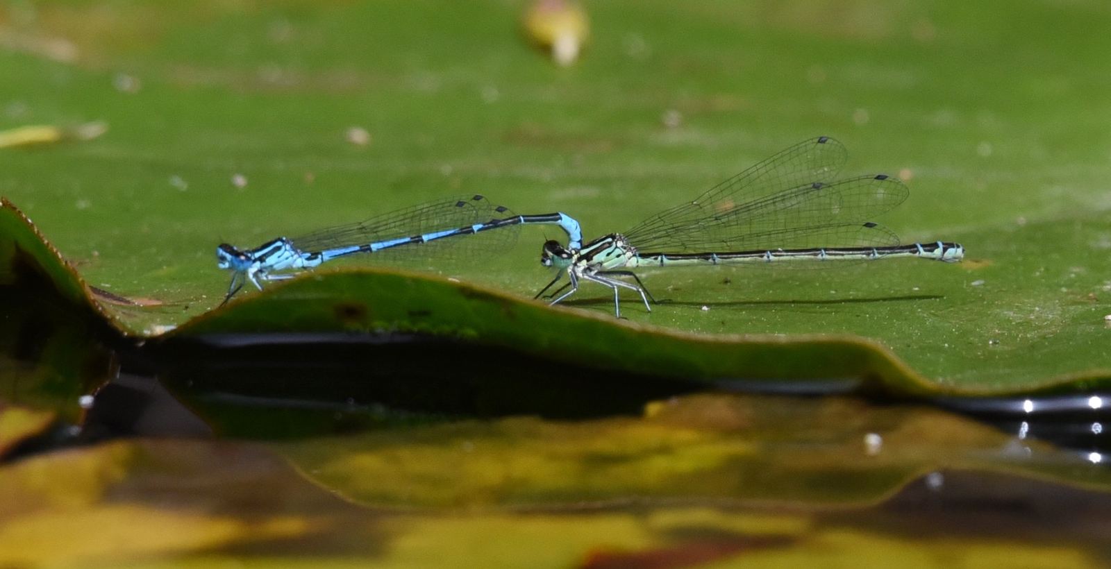 Libellules bleues sur le delta du Fangu