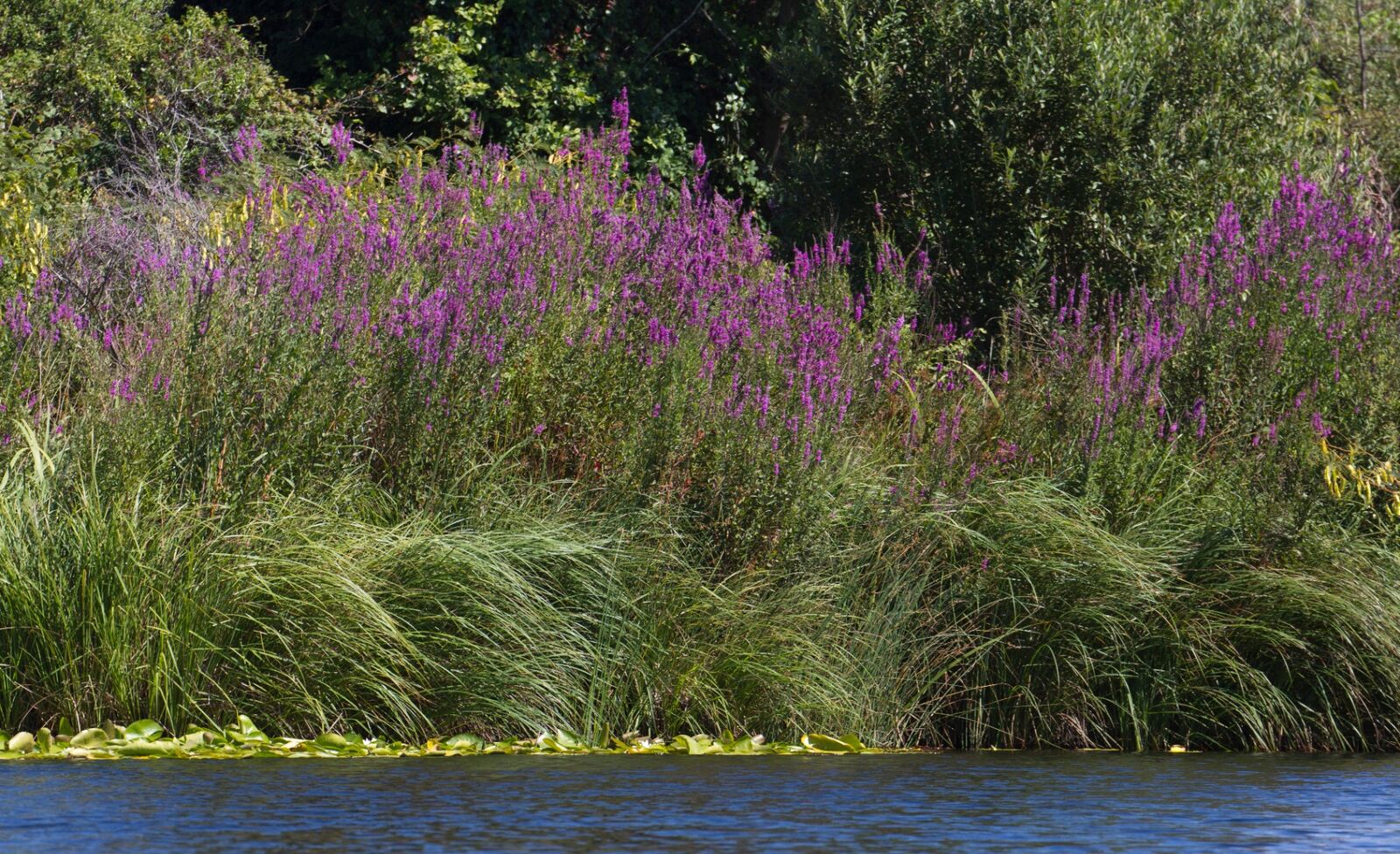 Salicaires dans le delta du Fangu