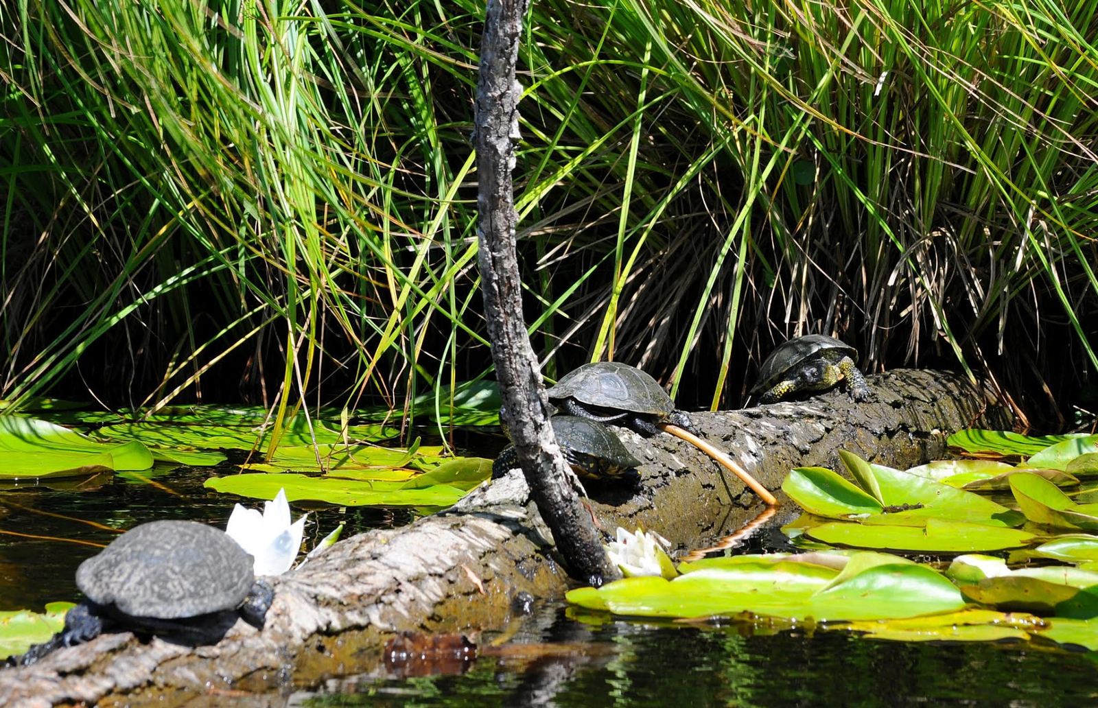 Tortues sur un tronc dans le delta du Fangu