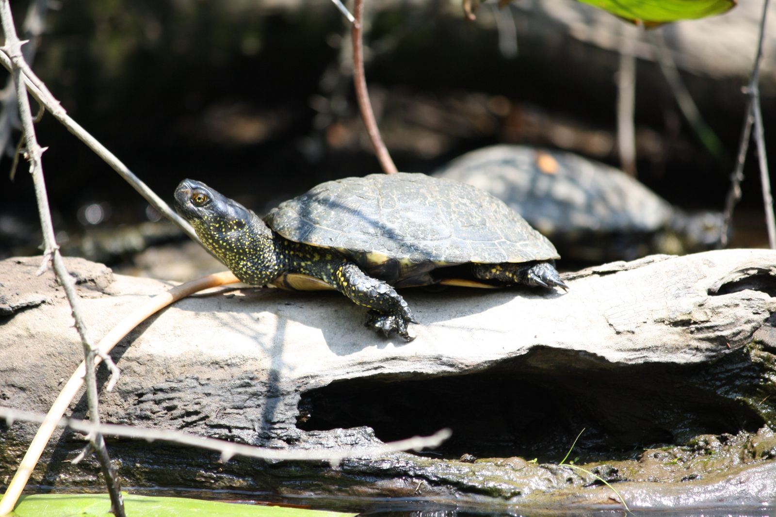 Tortue cistude en gros plan